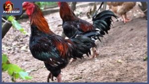 Các giống gà mới ở Việt Nam