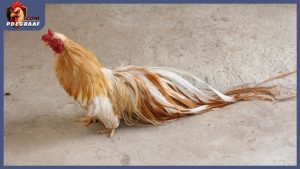 Các loại gà ở Việt Nam