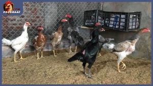 Cách nuôi gà chọi đẻ