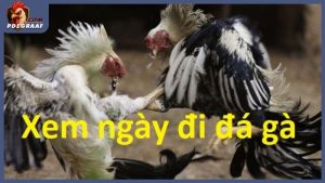 Cách xem ngày đá gà