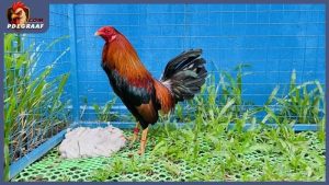 Gà tre đá cựa sắt